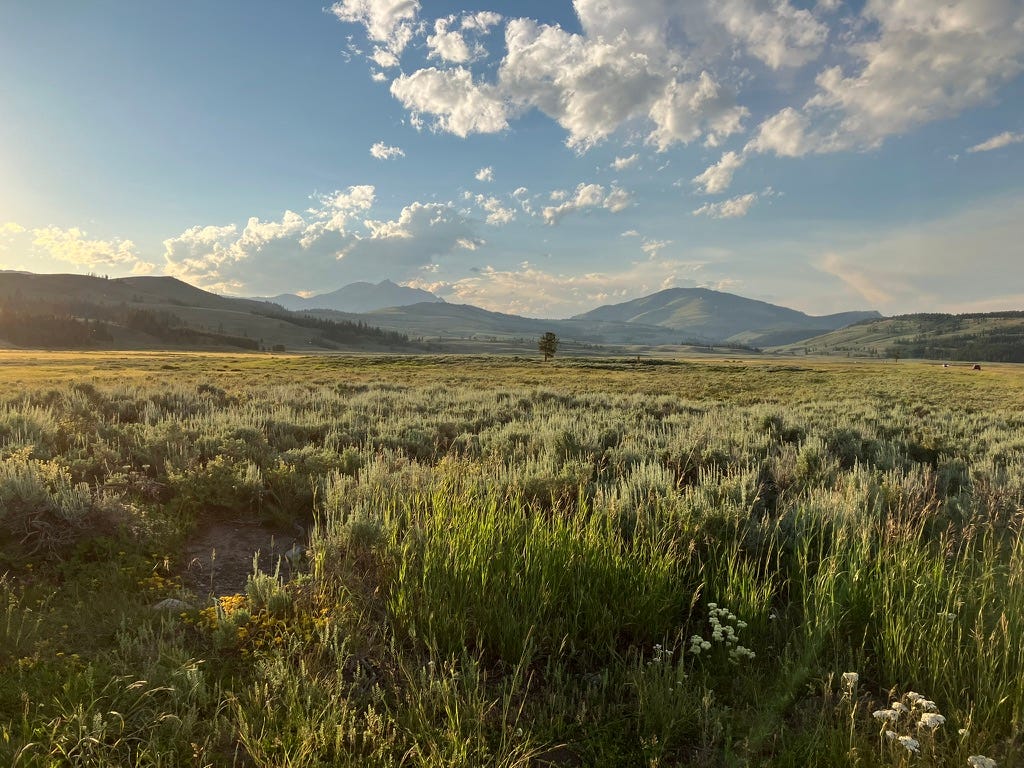 A field of grasses and sage brush at the golden hour, with foothills in the background. The sky is pale blue and just starting to turn orange from the setting sun. White, puffy clouds dot the sky.