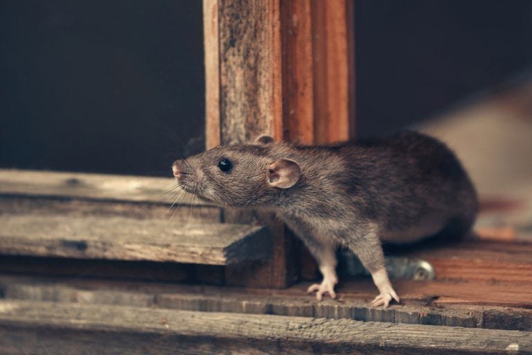 How to Remove the Smell of a Rat Infestation in Your Home
