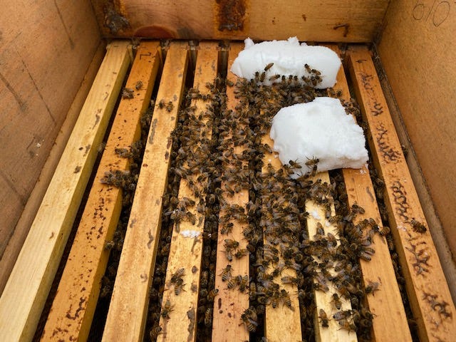 sugar bricks over a honey bee cluster