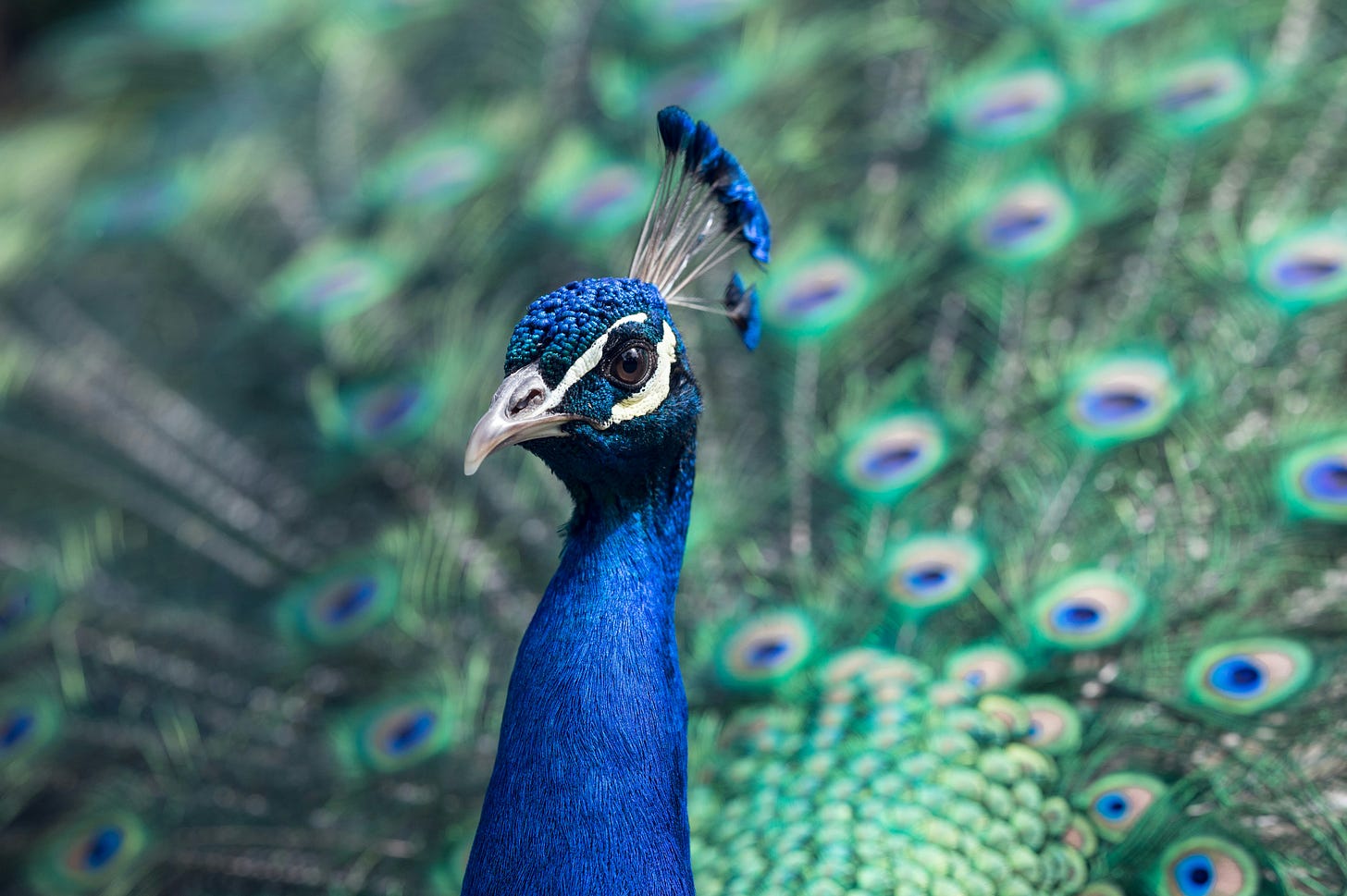 Close-up shot of a peacock with green and blue feathers fanned in display behind them