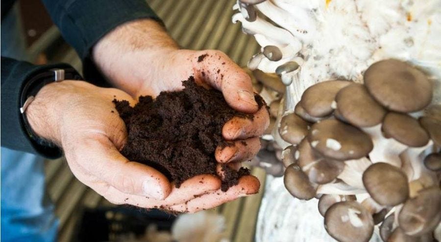 Recycler le marc de café pour faire pousser des champignons, même en ville  | Bio à la une