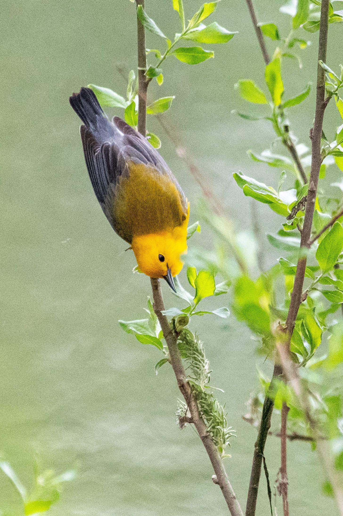 A prothonotary warbler seen lengthwise, clinging to a branch upside-down