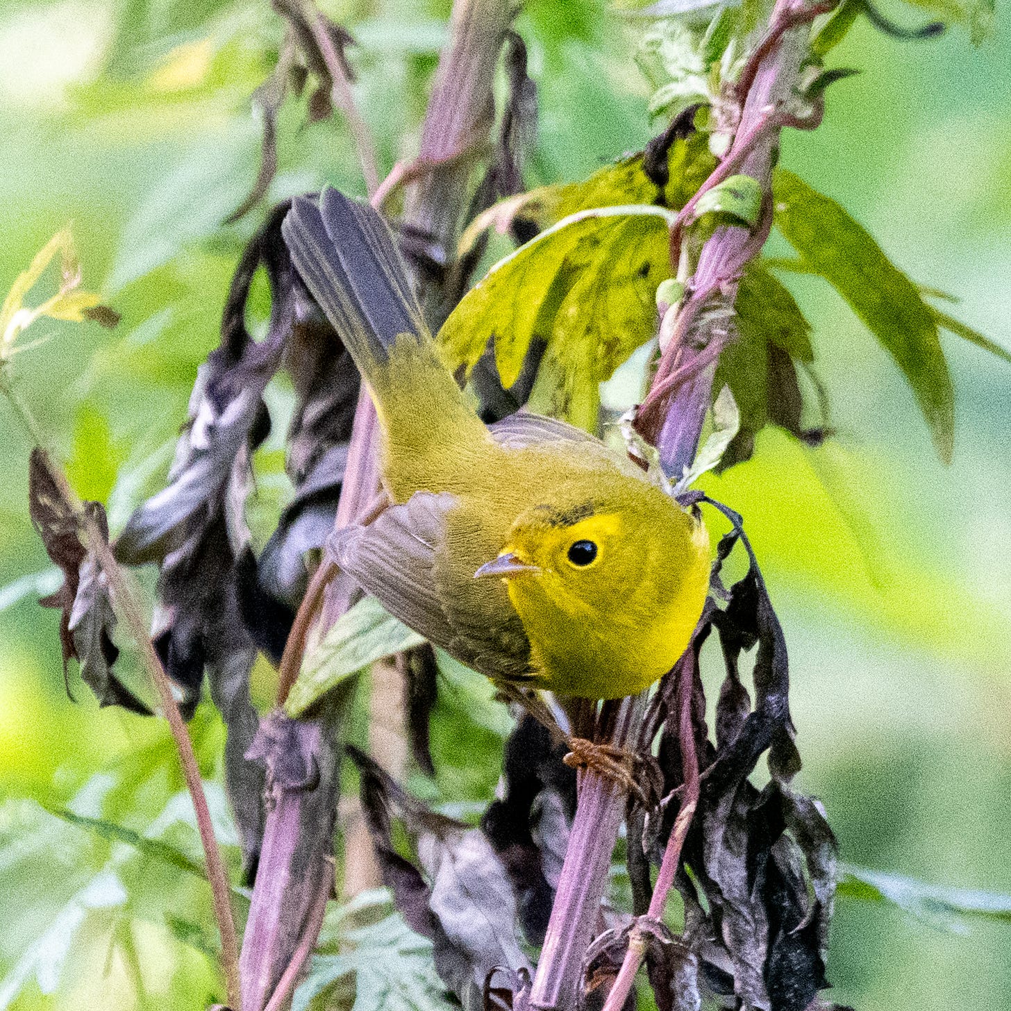 A Wilson's warbler, a small yellow bird with an olive back and dark tail, the cap of its head darkening as its plumage matures, perches on weed stalks in a zigzag posture