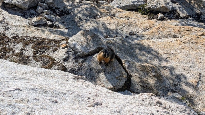 A marmot, a housecat-sized rodent, looking up at the camera on a granite boulder