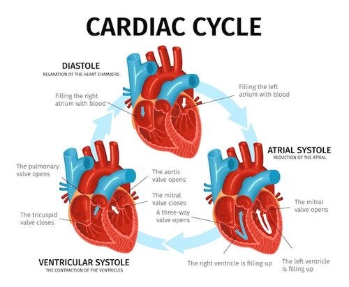 Vector flat infographic with heart anatomy and description of cardiac cycle