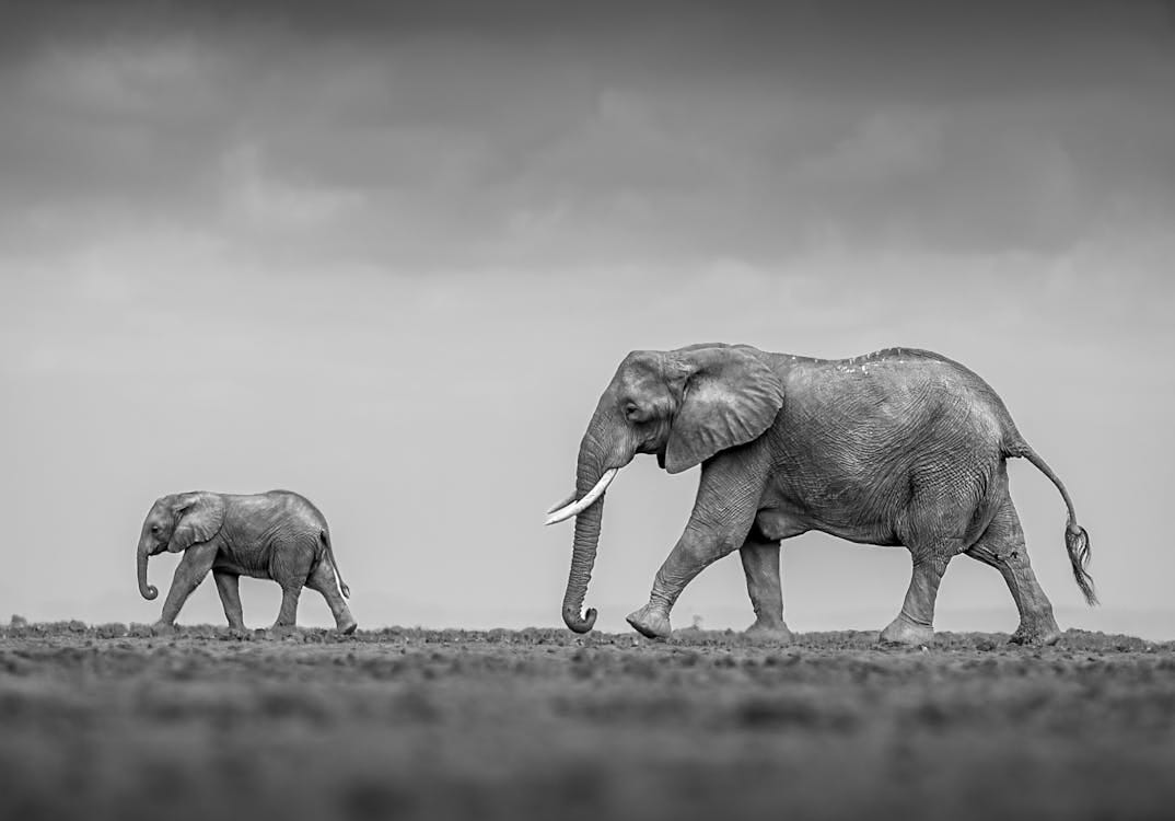 Free Elephant and Calf on Field Stock Photo