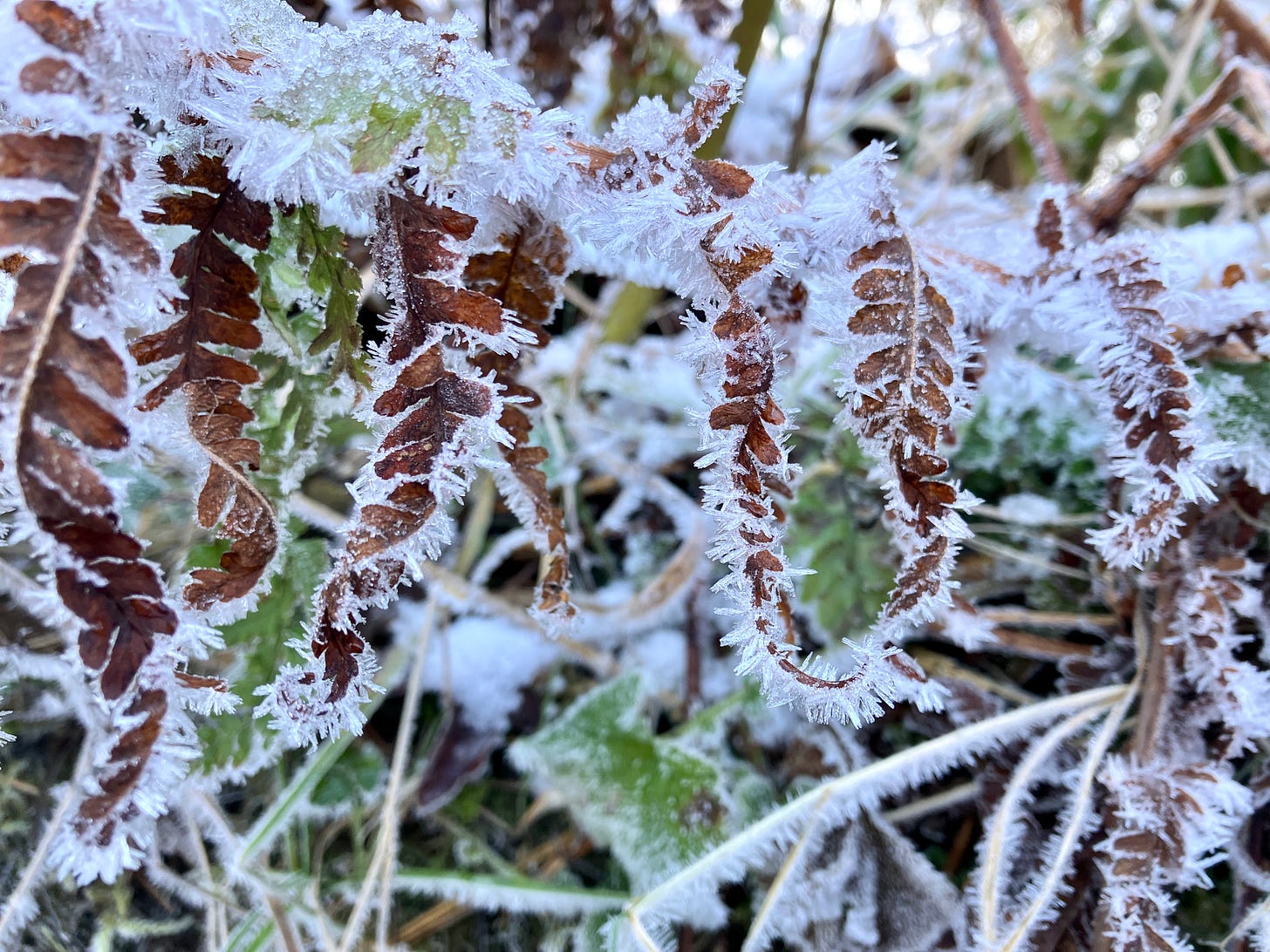 Hoar frost on fern leaves