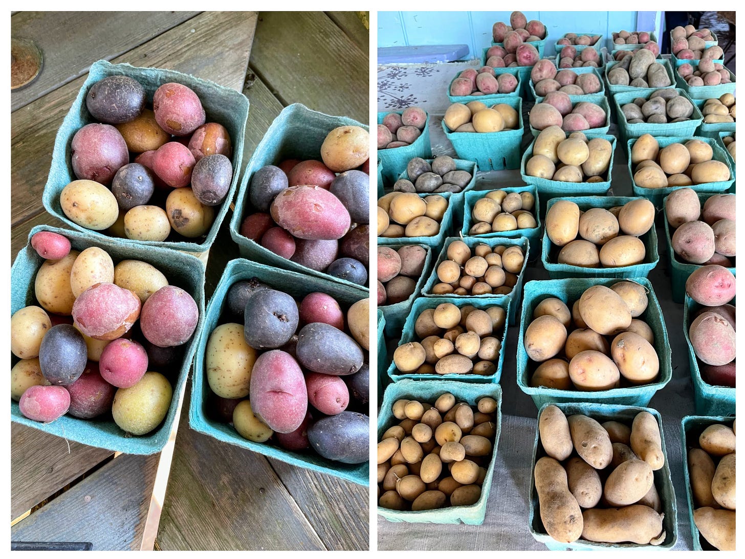 Potatoes at Whippoorwill and Ghost Island farms, Cook the Vineyard