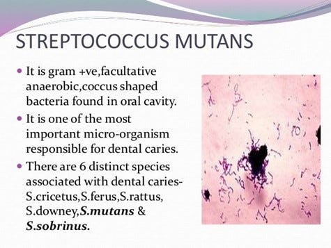 streptococcus mutans 