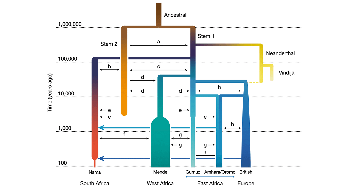 A population tree showing an origin of diverse branches around one million years ago, the divergence of Neandertal ancestors around 700,000 years ago, and subsequent differentiation and contact among African populations after 150,000 years ago. A population tree showing an origin of diverse branches around one million years ago, the divergence of Neandertal ancestors around 700,000 years ago, and subsequent differentiation and contact among African populations after 150,000 years ago.