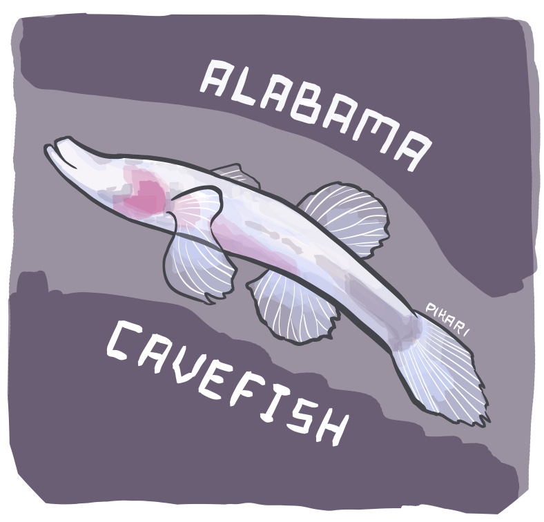 Digital illustration of a pale white fish with translucent fins. They have an elongated snout, no eyes, and their only coloring is a patch of pink/red near the gills, like "cheeks".