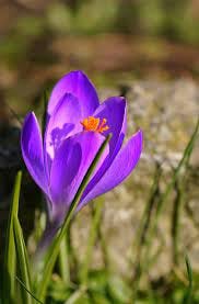 Purple Crocus Flower - Free photo on Pixabay - Pixabay