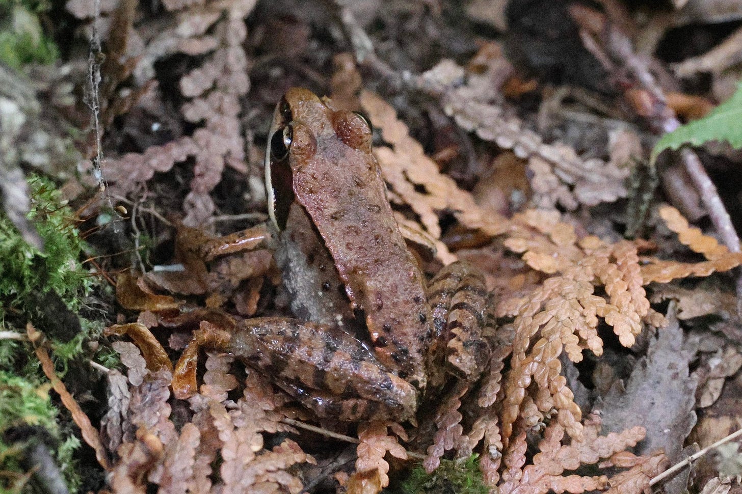 a small brown frog sitting in a whitecedar leaflitter. 