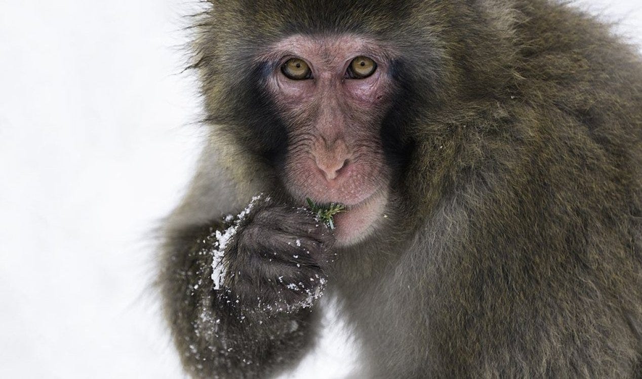 Macaco fugitivo ‘Kingussie Kong’ é capturado após cinco dias de perseguição. Macaco fugitivo ‘Kingussie Kong’ é capturado após cinco dias de perseguição.