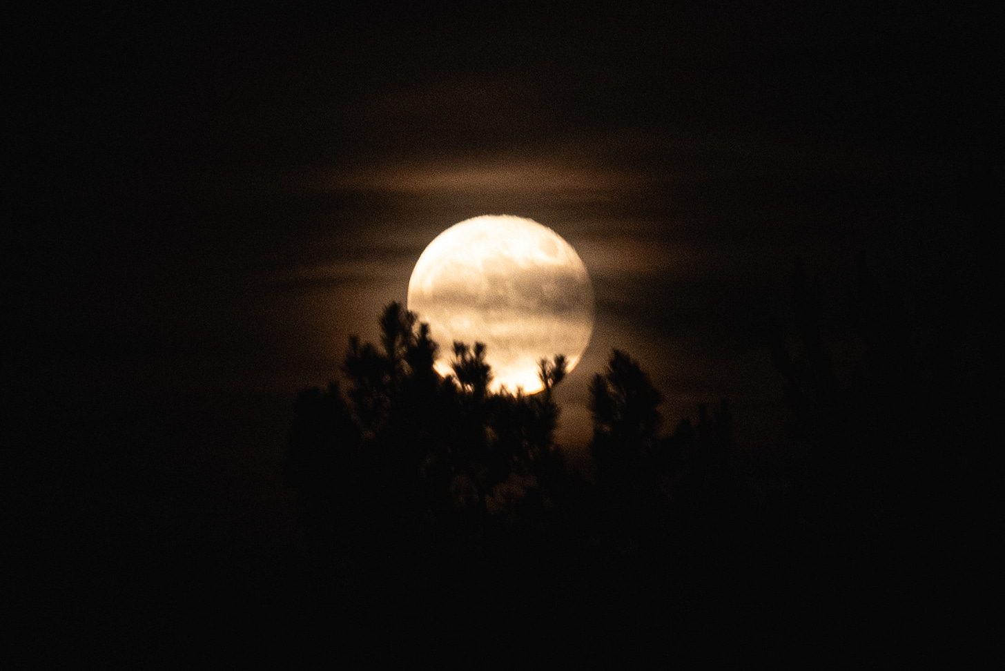 The full fun shining through clouds with the shadows of trees showing on the lower frame of the moon.