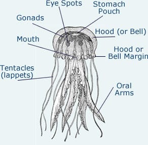 A diagram of a jellyfish

Description automatically generated
