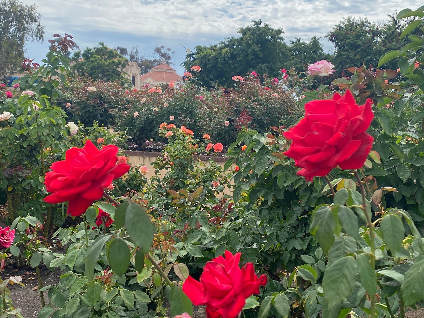 a garden of roses