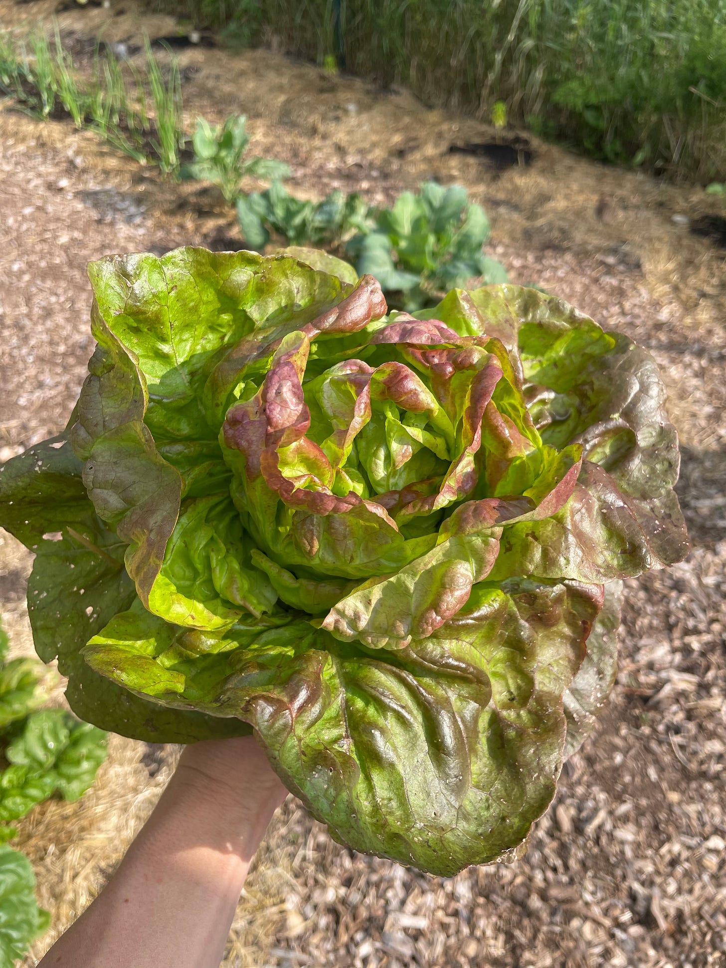 A head of lettuce that looks almost like an oil painting it's so beautiful. 