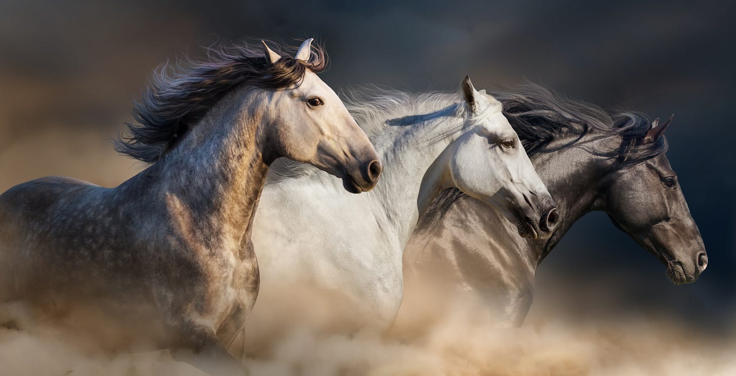 three horses in profile, grey, white and black