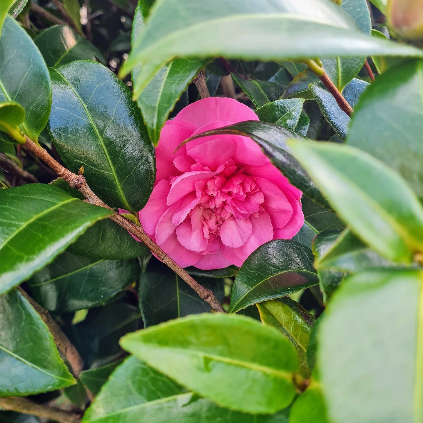 A pink camellia flower surrounded by green shiny leaves on a camellia bush.