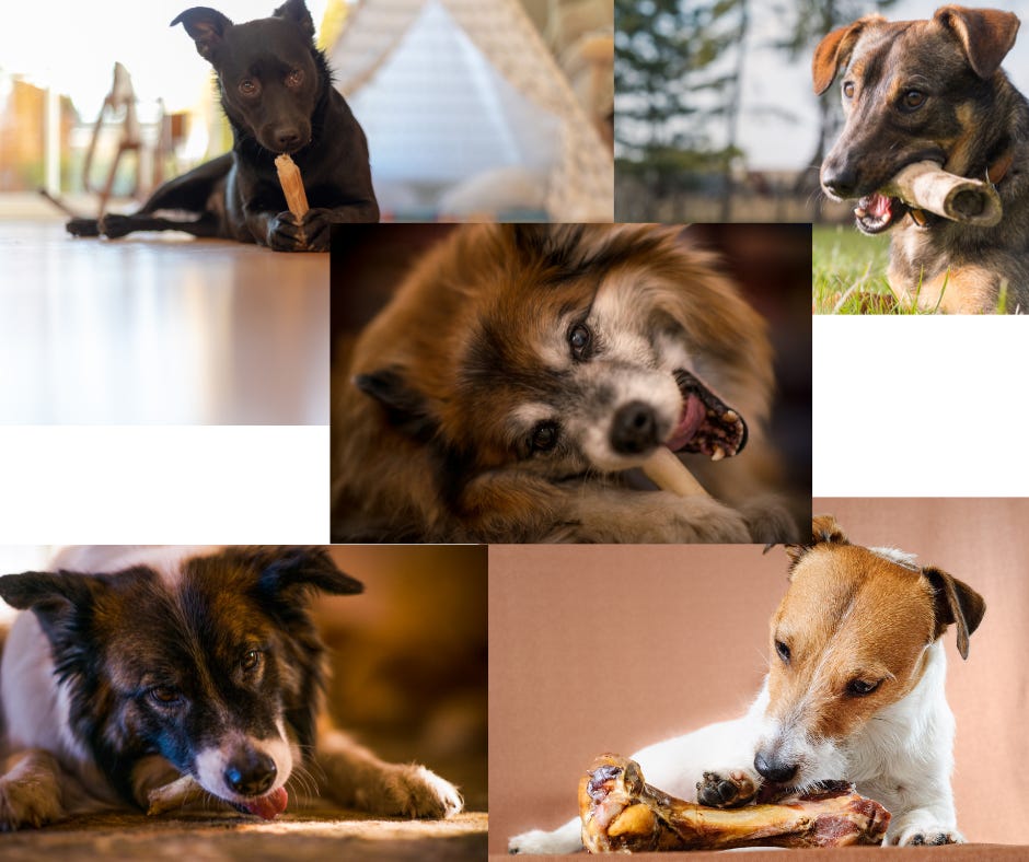 images of dogs chewing bones