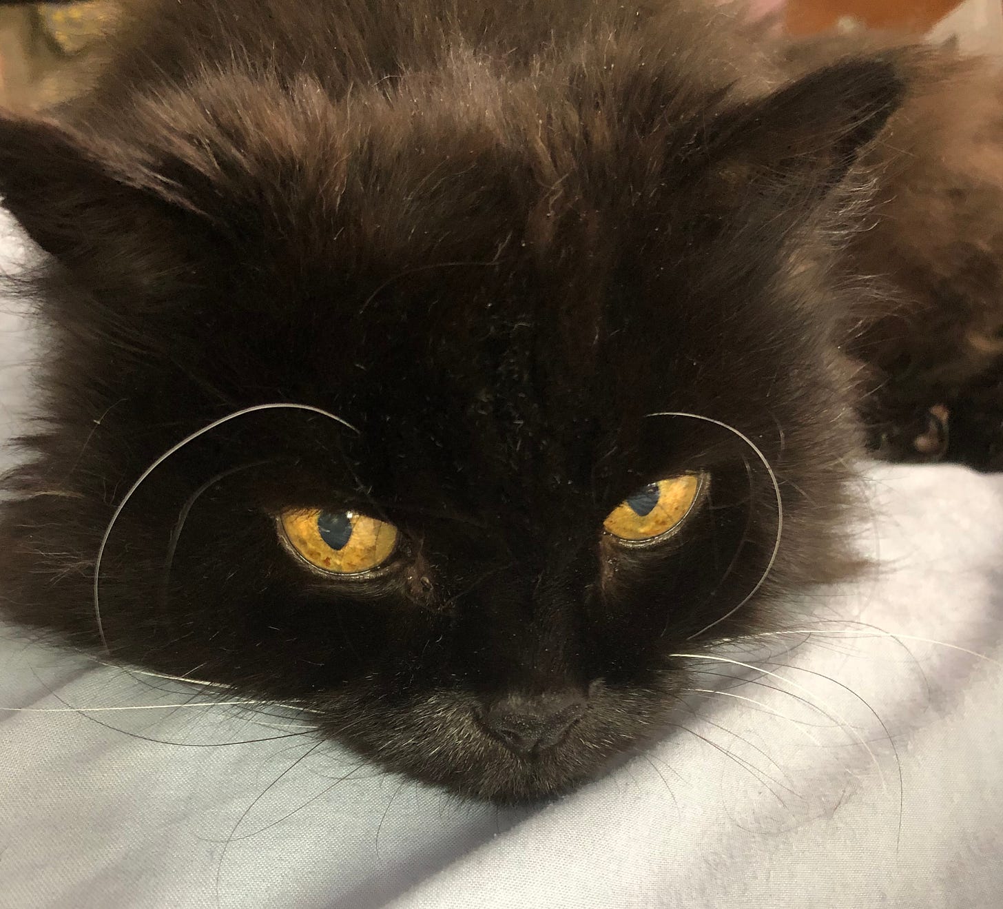 A fluffy black cat with golden eyes, lying with his chin down