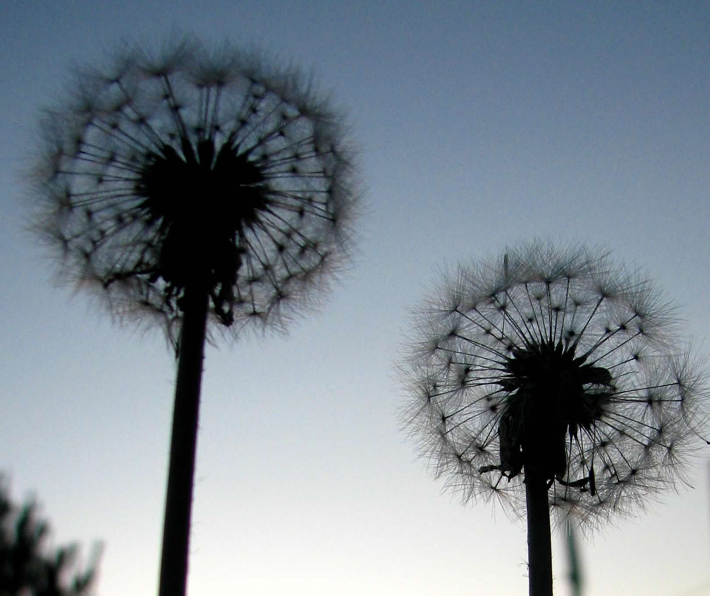 Two dandelion seed pods silhouetted against a twilit sky