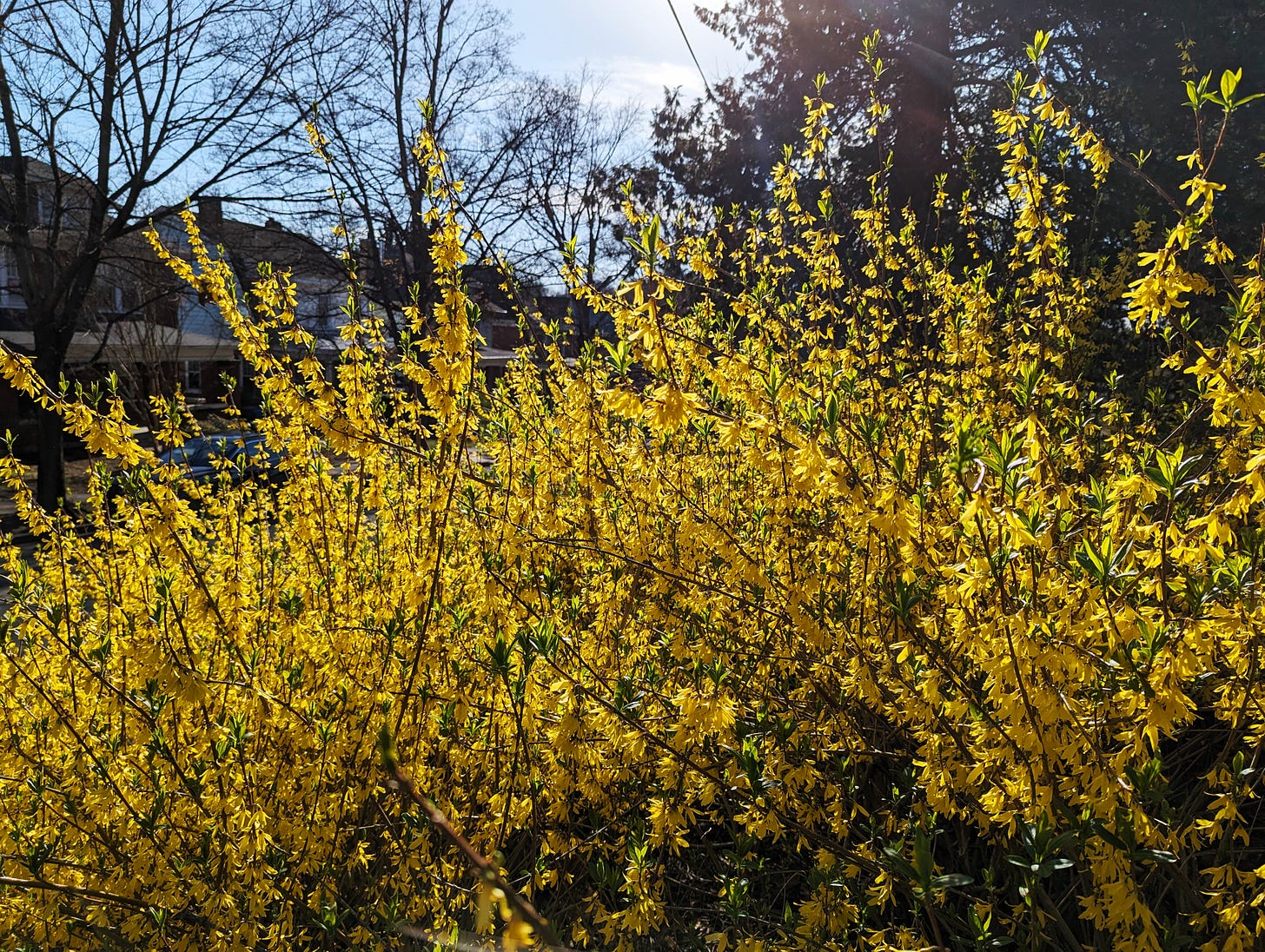 A forsythia bush blooms with bright yellow, downward-facing blossoms.
