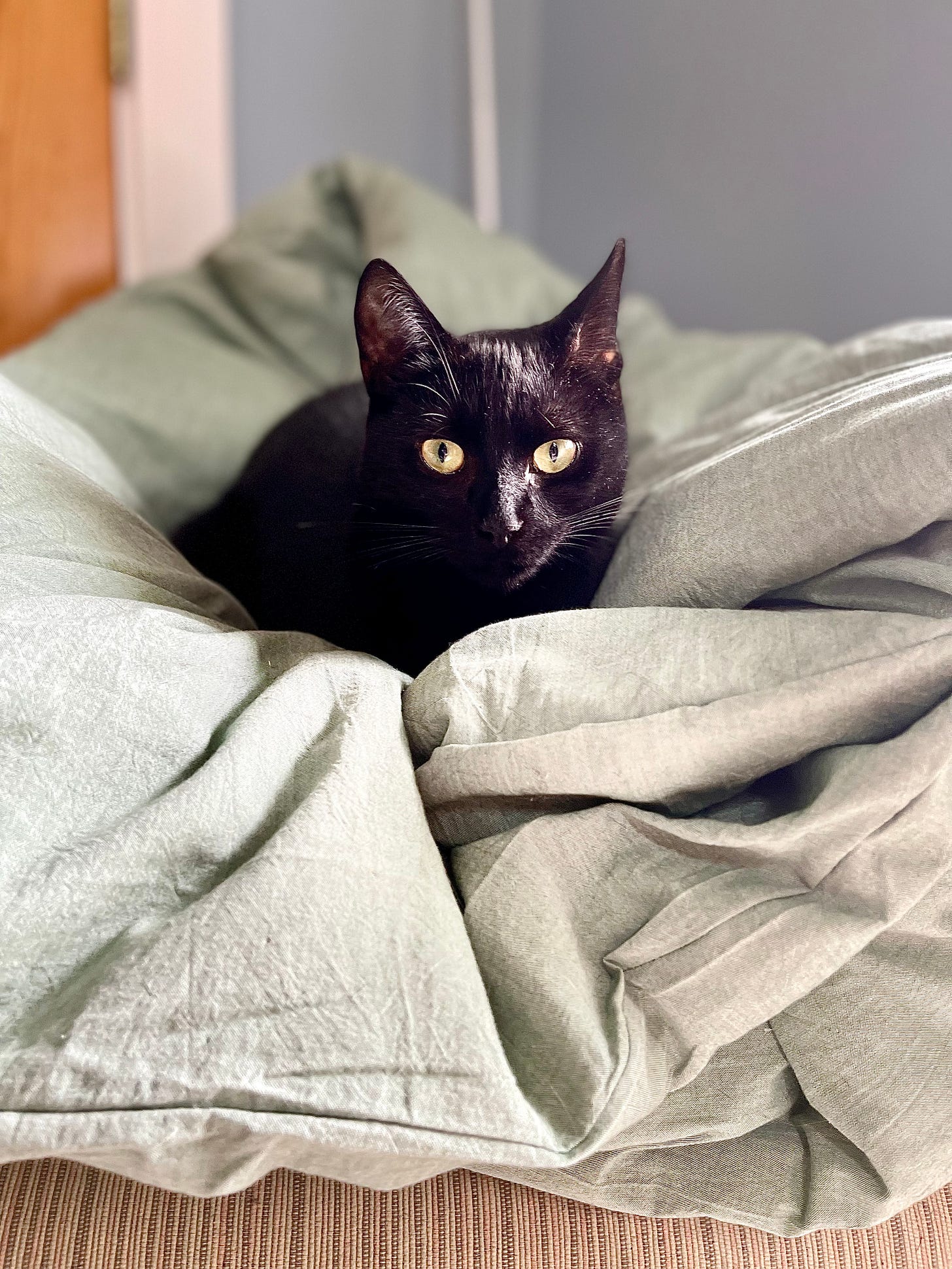 black cat on comforter
