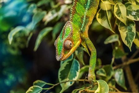 Chameleon Effect in Psychology | Overview, Experiment & Examples - Lesson |  Study.com