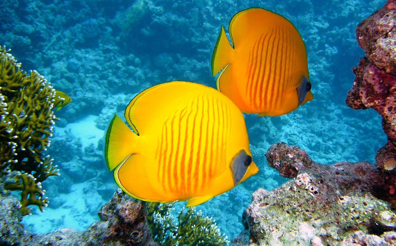 Lemon Butterfly Fishes