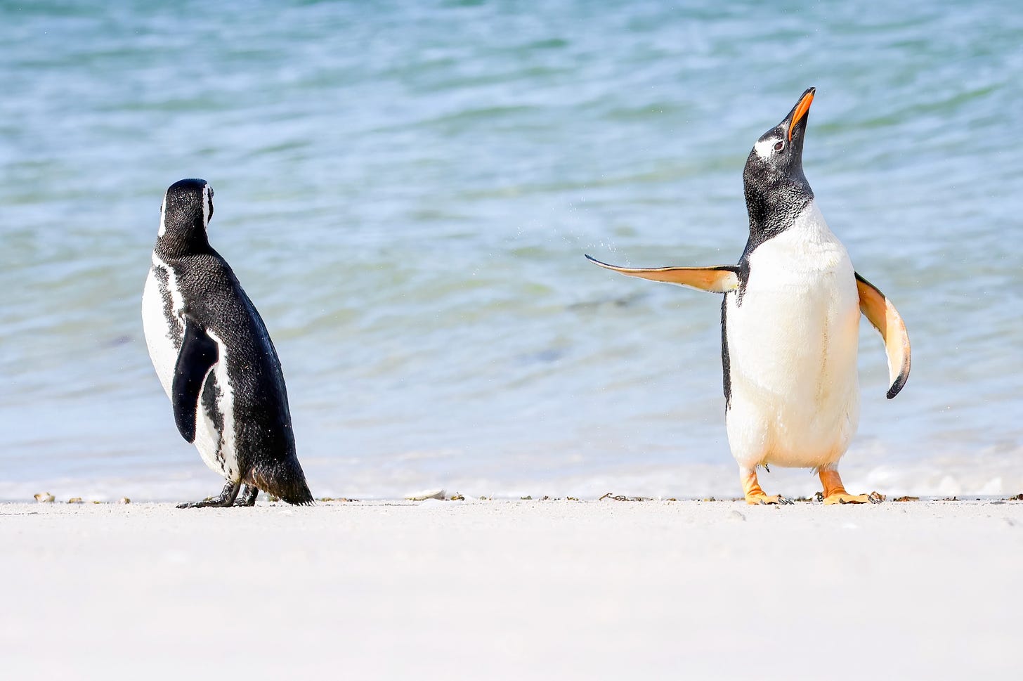 Two penguins on beach. One penguin with its fin up dramatically.