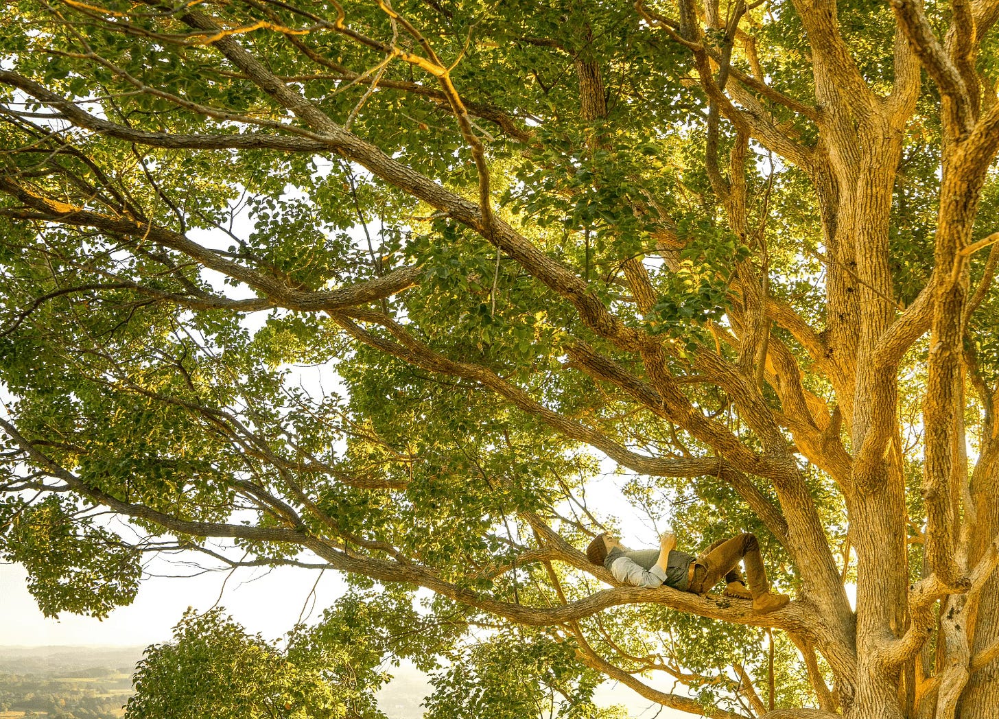 Person laying on a tree branch looking up into the branches above