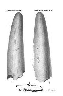 A diagram of what looks like a pair of broken off bone tips. Ribs? Teeth?