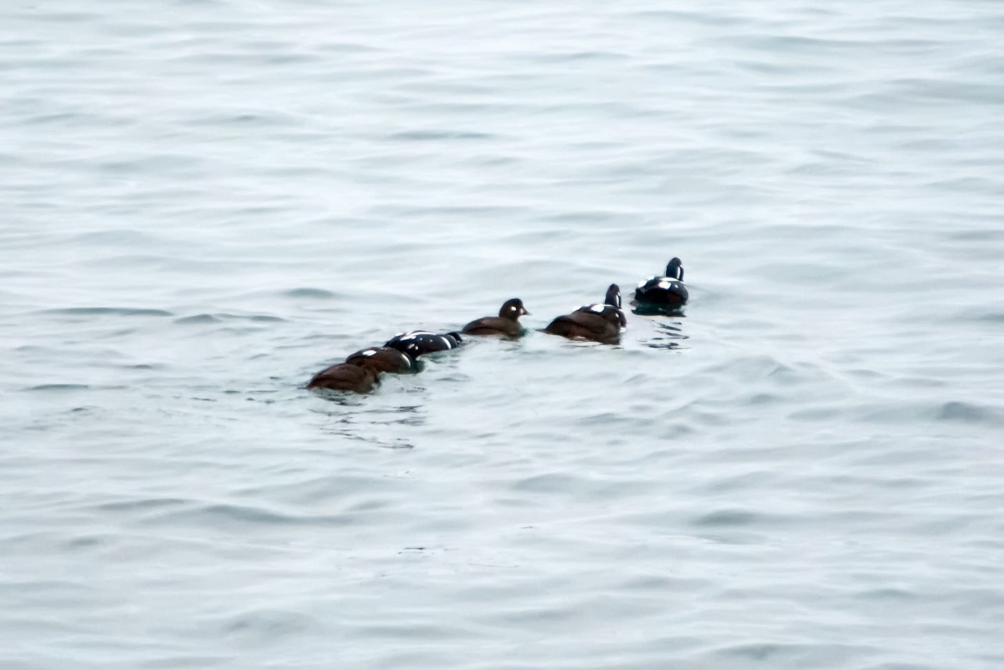 Harlequin Ducks prepare to fish off of Schoodic Point, in the Acadia National Park system.