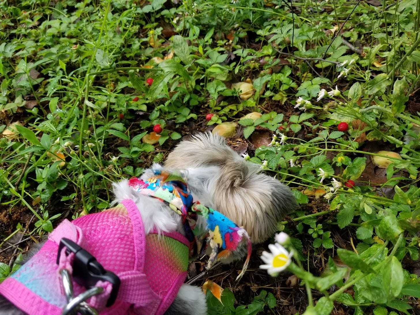 Dog sniffing wild strawberries