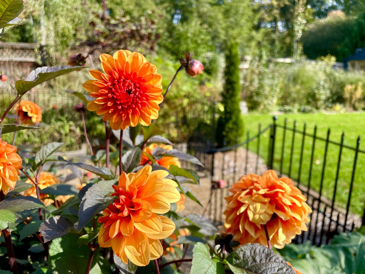 Dahlia ‘David Howard’ in our Kitchen garden at Havenwood this month.