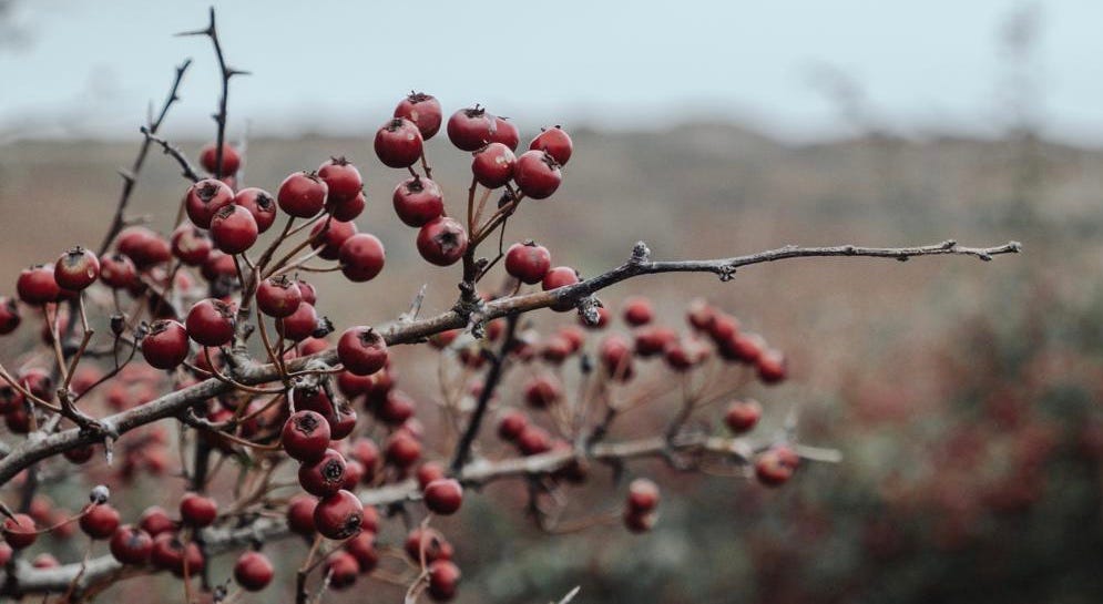 Small red berries on the bare branches of a tree.