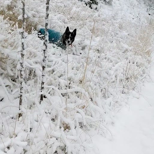 Dog waiting for me on snowy walk