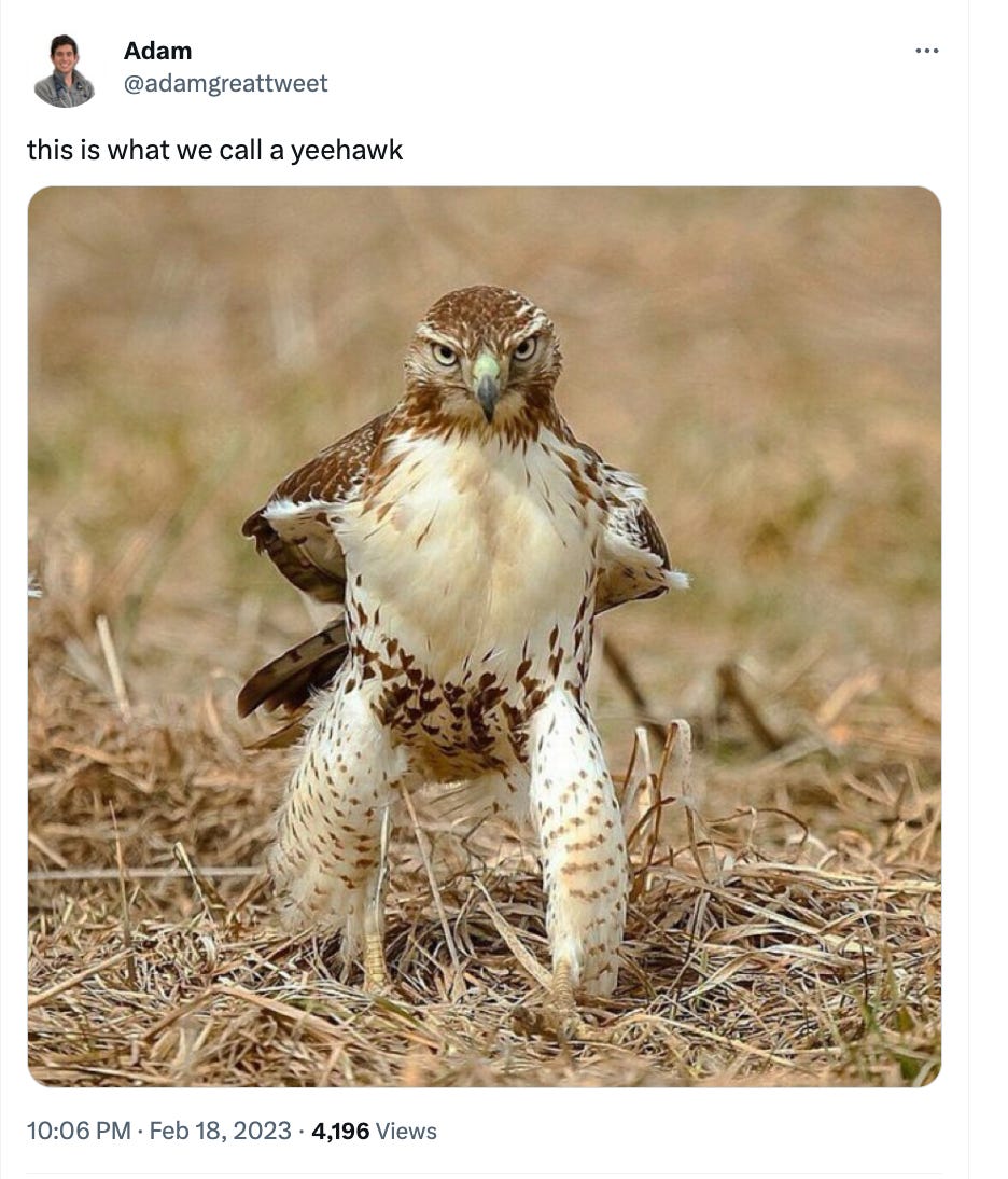 A tweet that reads: this is what we call a yeehawk over a photo of a red-tailed hawk standing tall with its leg feathers looking like chaps - adamgreattweet on twitter