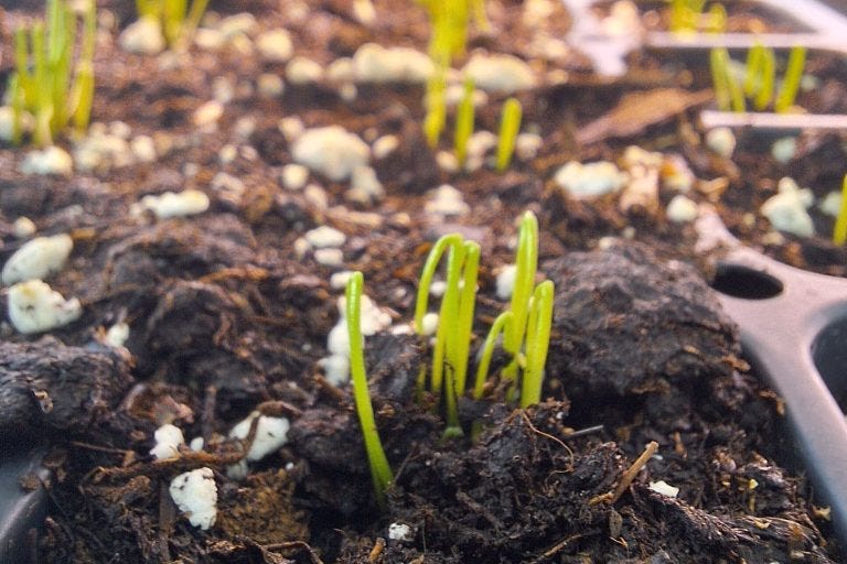 onion seedlings