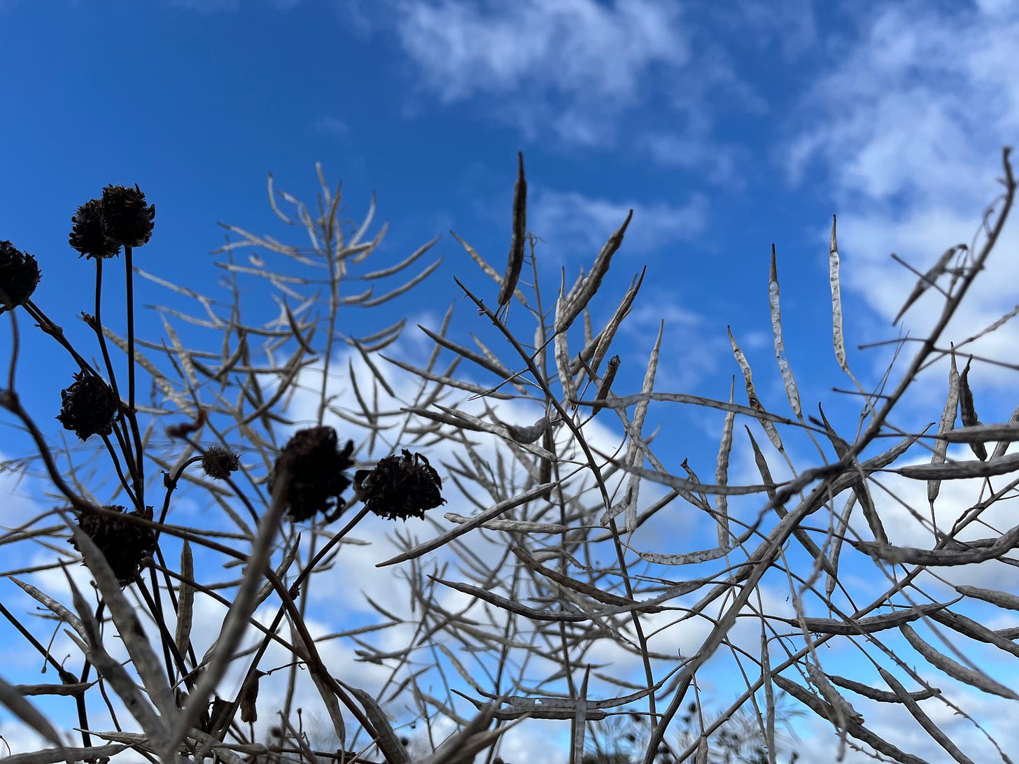 Seed pods against a blue sky.