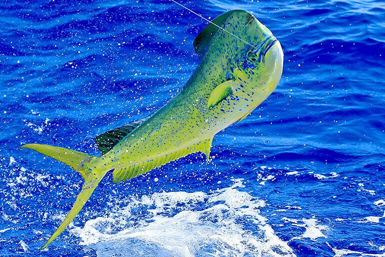 Maximize Your Mahi Game this Spring - Florida Sportsman