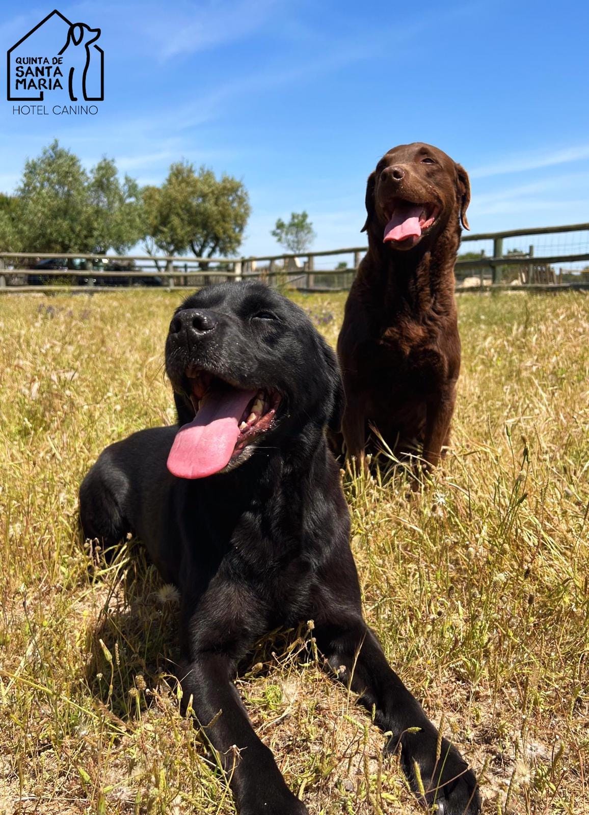 A black and brown labrador in a field - smiling