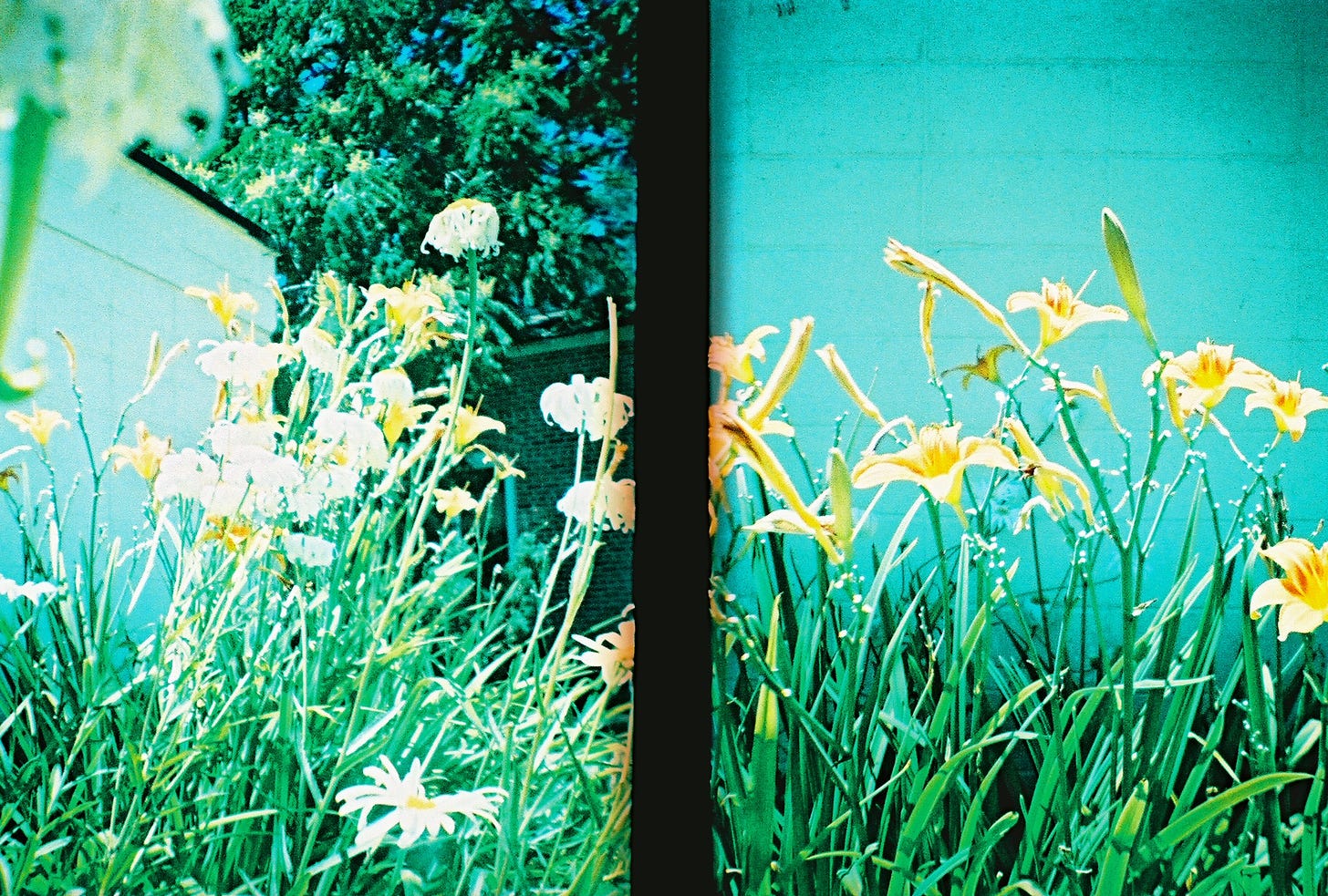 Two photos side by side of yellow flowers.
