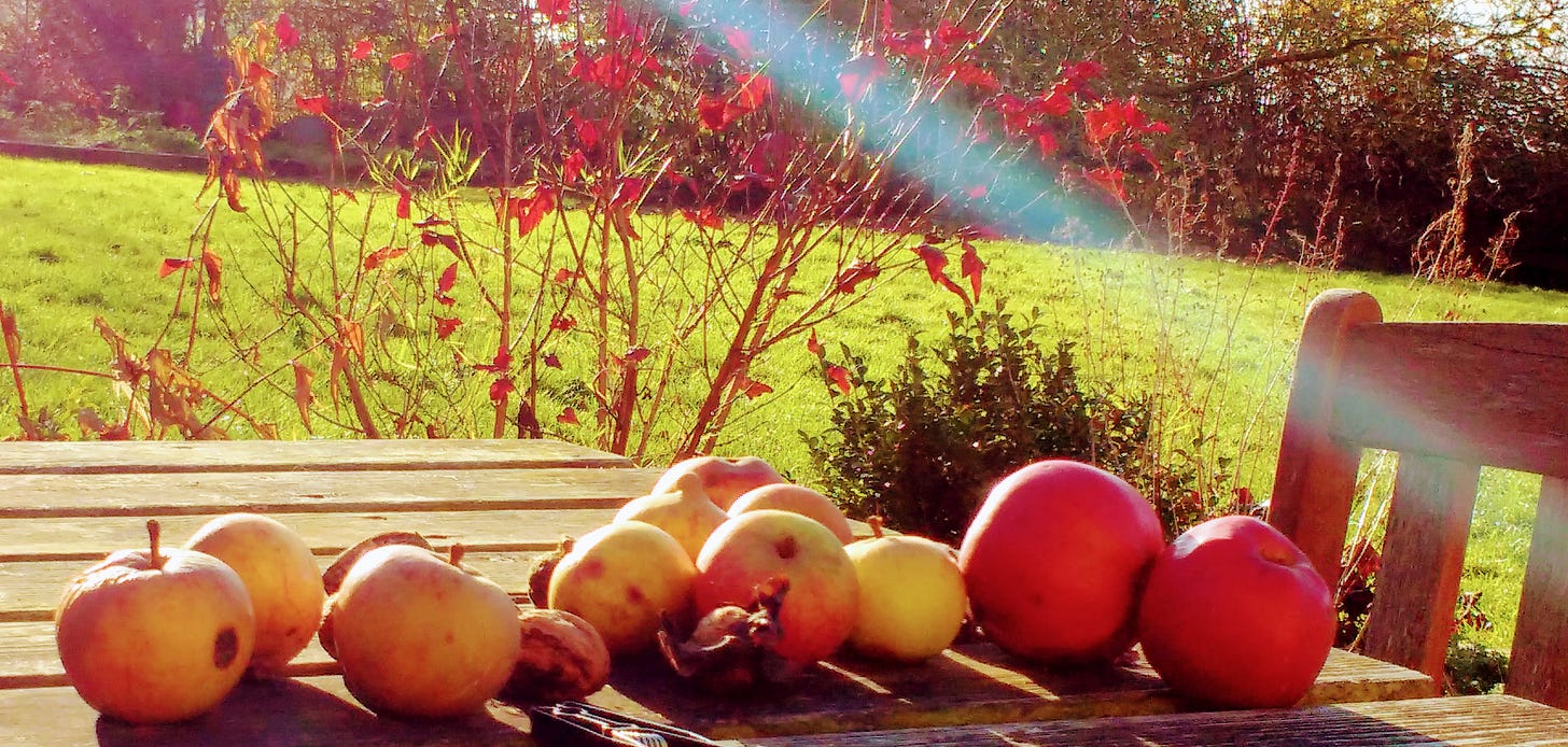 Ripe autumn apples sit on a wooden garden table bathed in slanting autumn sunlight.