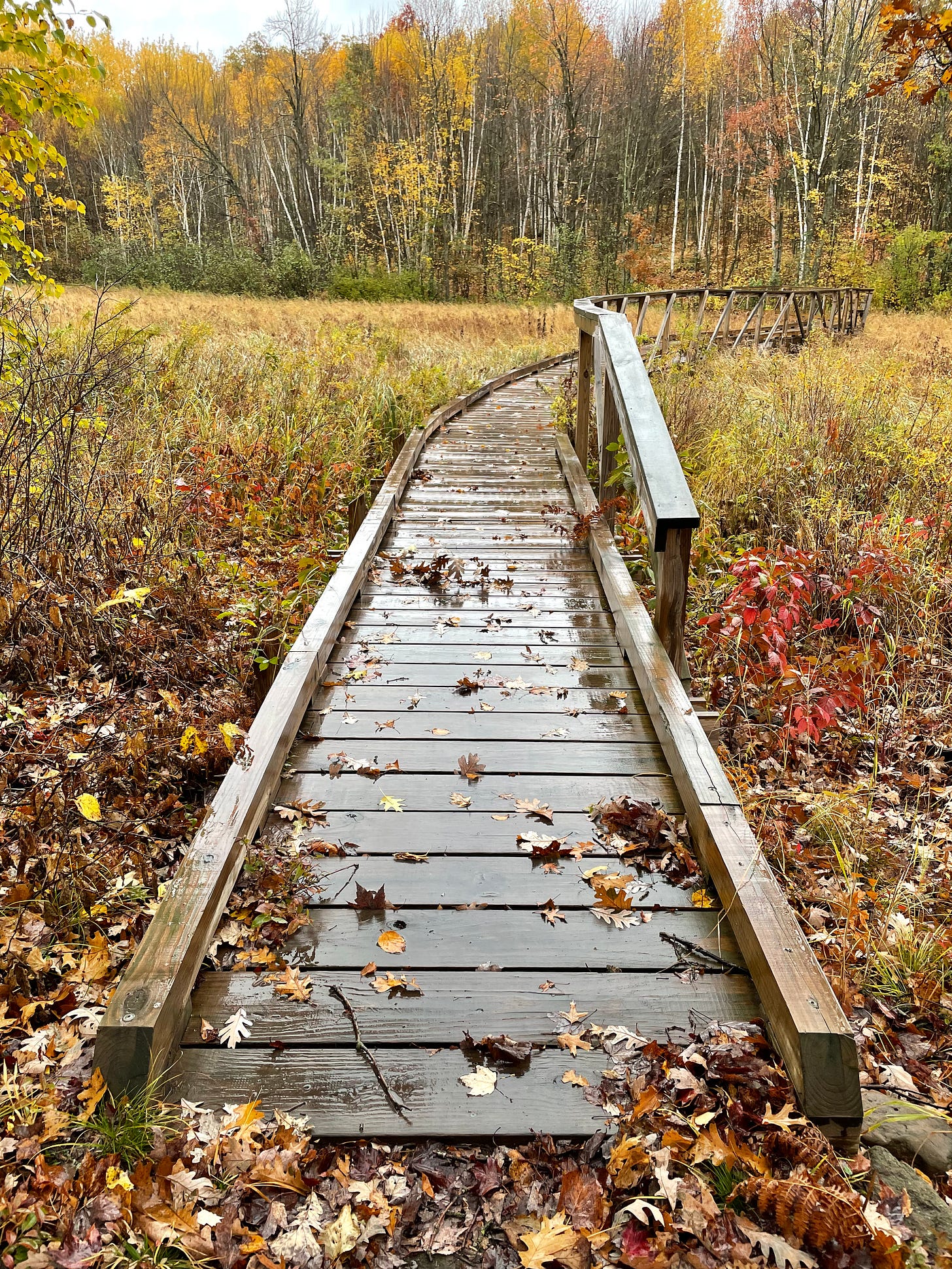 A wet boardwalk leading into a backdrop of yellow trees.