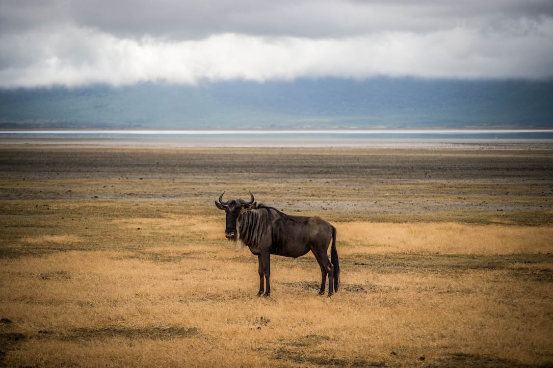 Free Photo of a Wildebeest on a Field Stock Photo