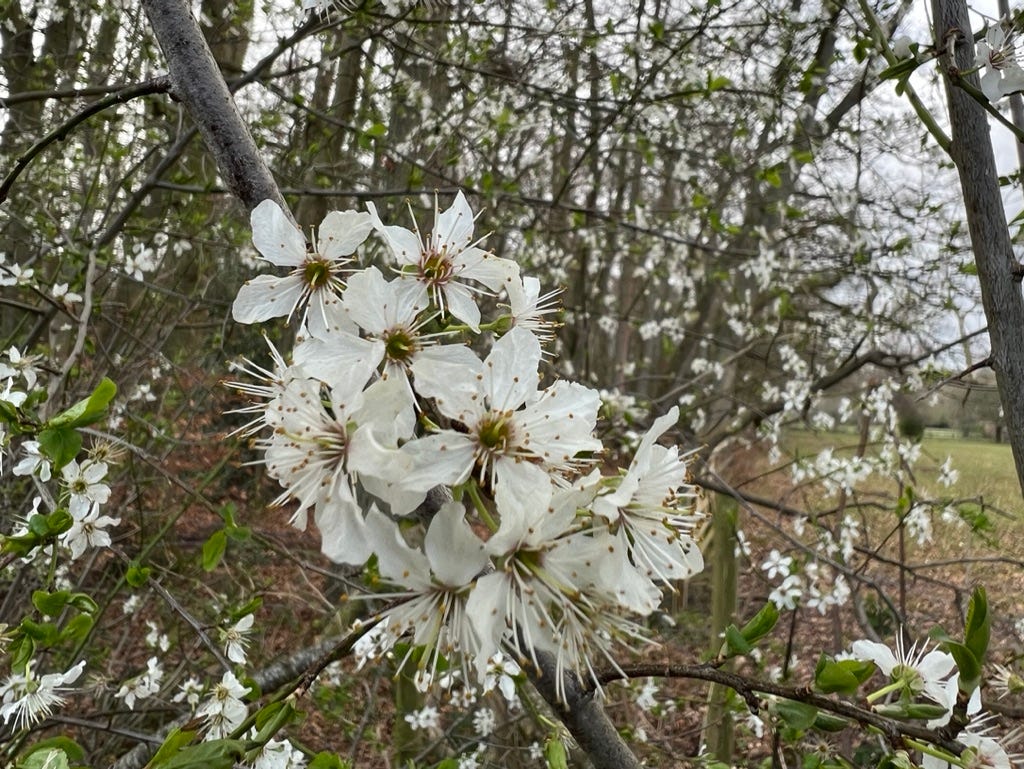 Blackthorn flowers (Prunus spinosa)