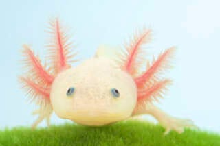 L’axolotl (“Ambystoma mexicanum”) est un amphibien étudié pour sa capacité de régénération. 